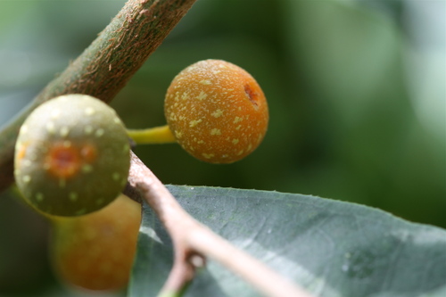 Ficus sinuata (Bird fig tree) — photo