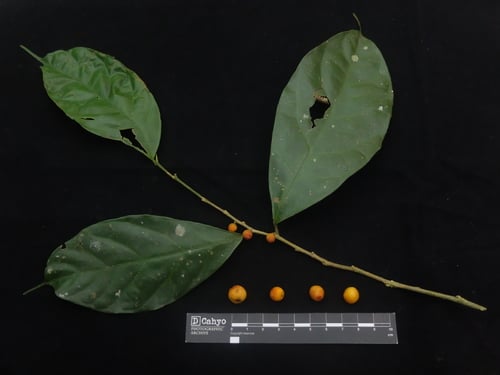 Ficus sinuata
