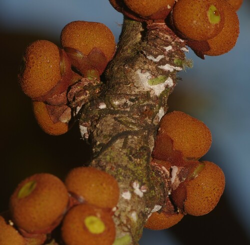 Ficus smithii — photo