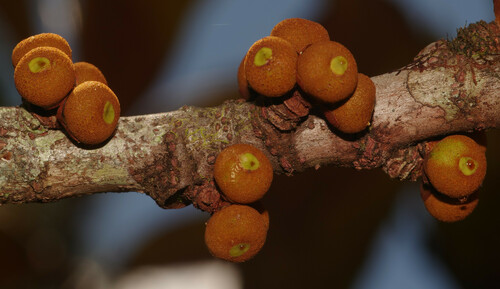 Ficus smithii — photo