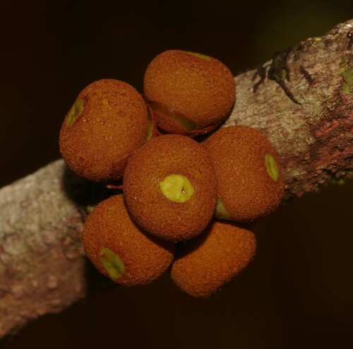 Ficus smithii