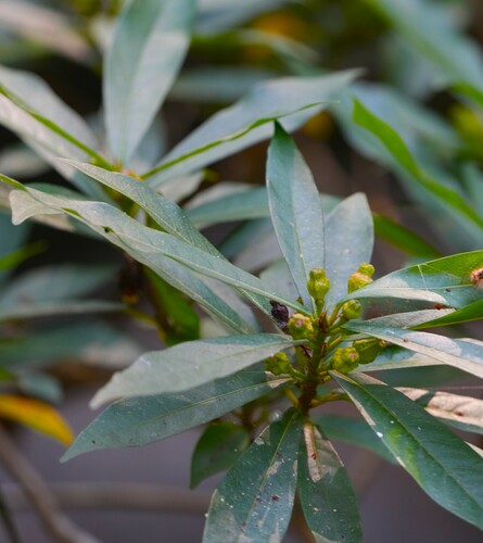 Ficus squamosa — photo