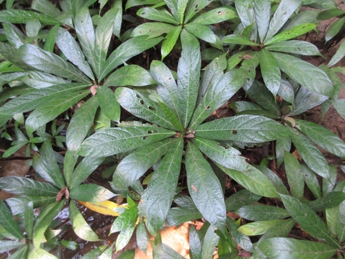 Ficus squamosa