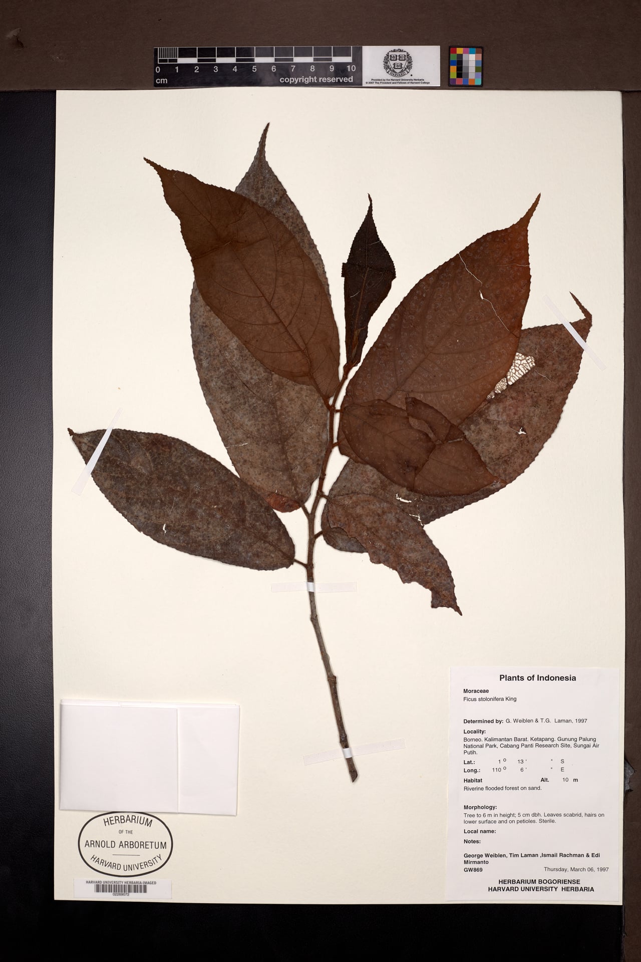 Ficus stolonifera (Stolon fig) — photo