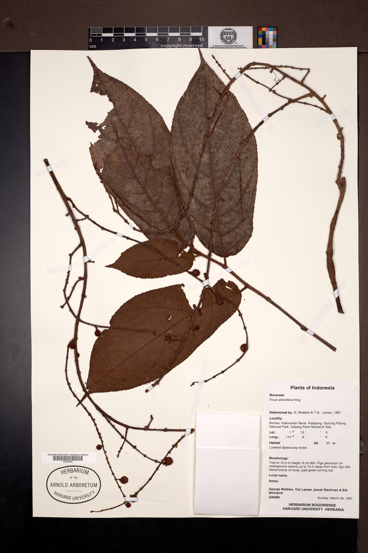 Ficus stolonifera (Stolon fig) — photo