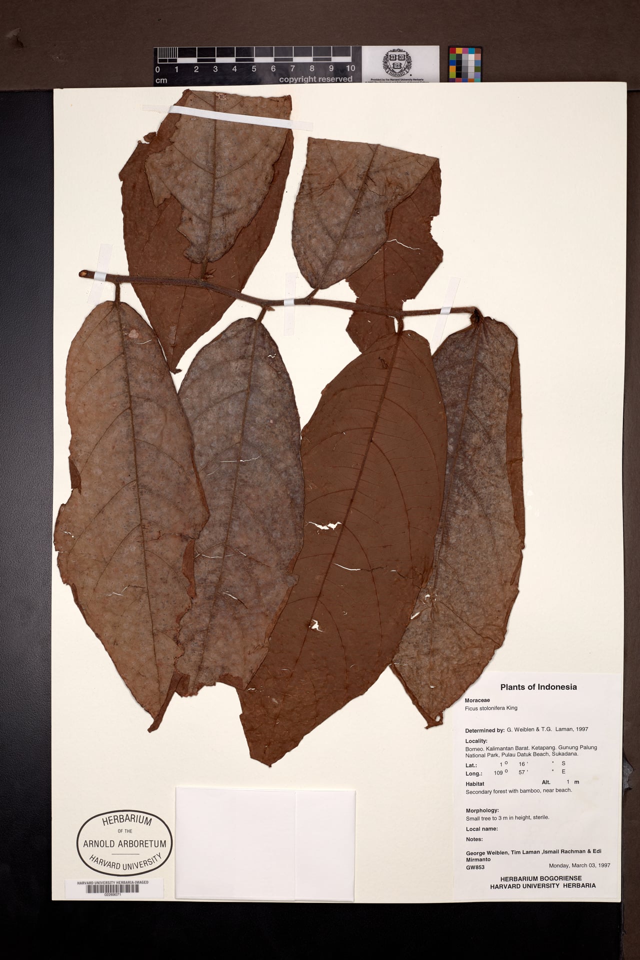 Ficus stolonifera
