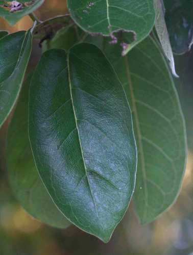 Ficus stuhlmannii (Stuhlmann's wild fig) — photo