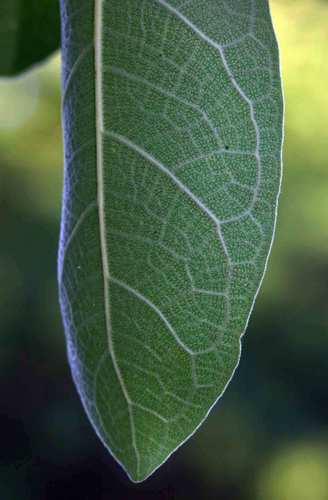 Ficus stuhlmannii (Stuhlmann's wild fig) — photo