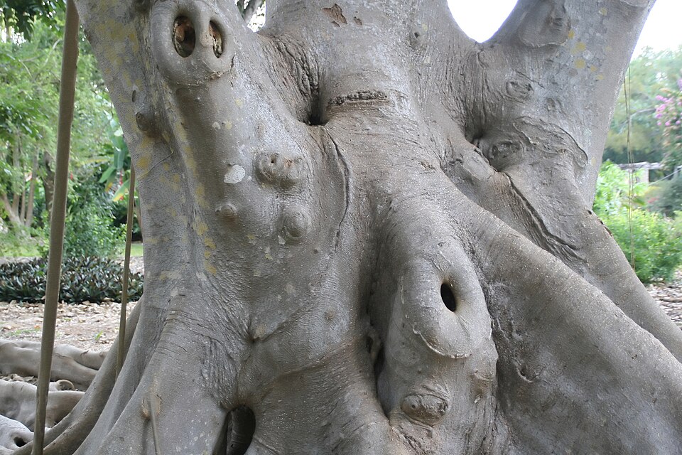 Ficus subcordata — photo