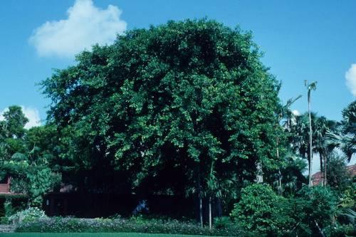 Ficus subcordata