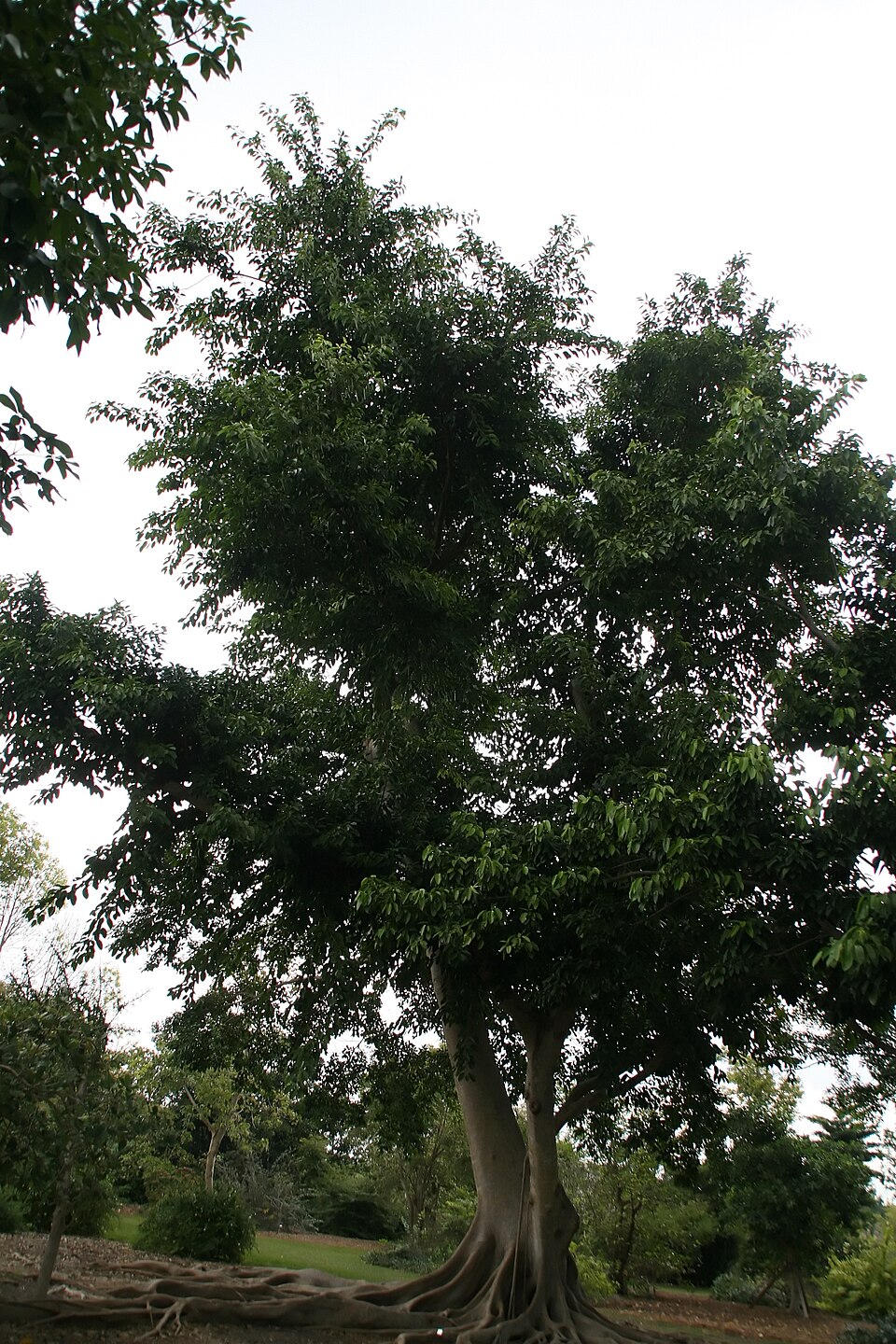 Ficus subcordata — photo