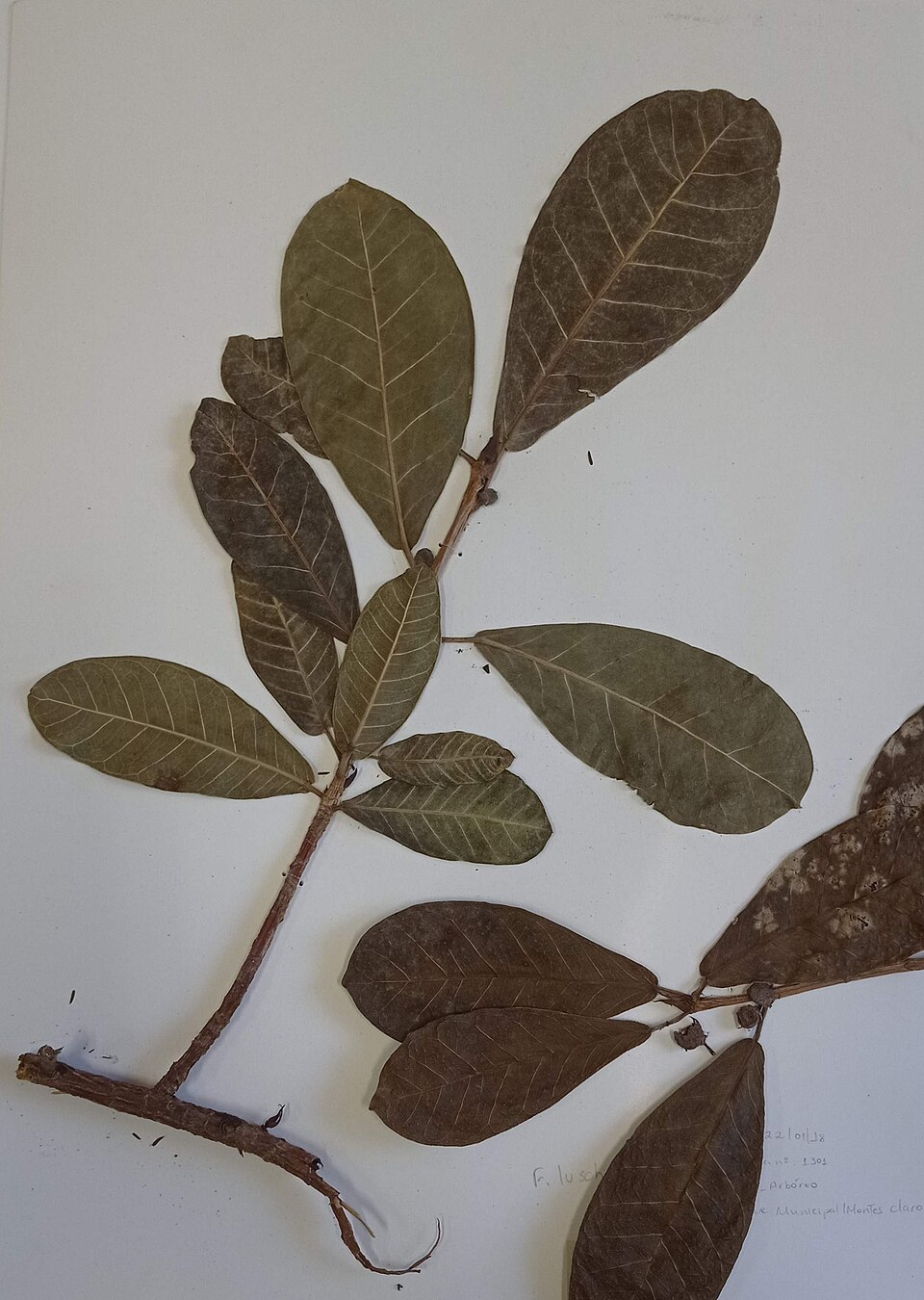 Ficus subcuneata — photo