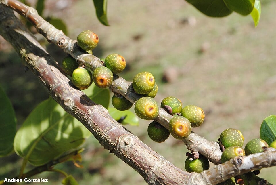 Ficus subcuneata