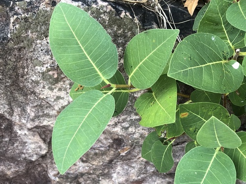 Ficus subpuberula — photo
