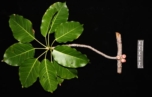 Ficus superba