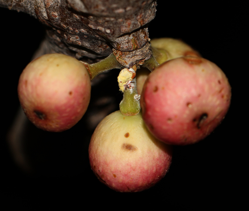 Ficus superba (Sea Fig) — photo