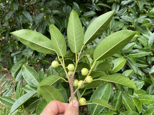 Ficus superba var. henneana (Sandfig) — photo