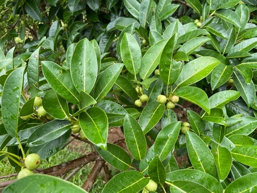 Ficus superba var. henneana