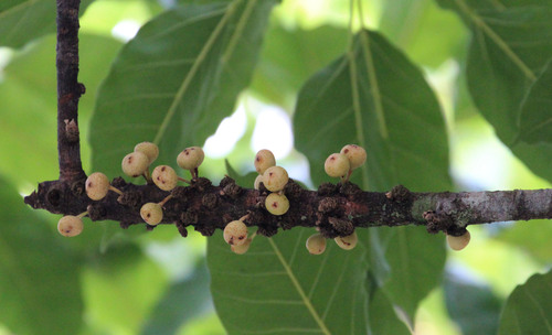 Ficus superba (Sea Fig) — photo