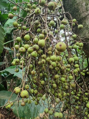Ficus sur (Cape fig) — photo