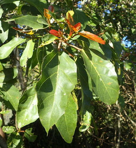 Ficus sur