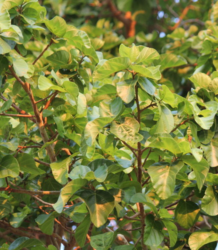 Ficus sycomorus (Sycamore fig) — photo