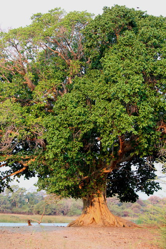 Ficus sycomorus (Sycamore fig) — photo