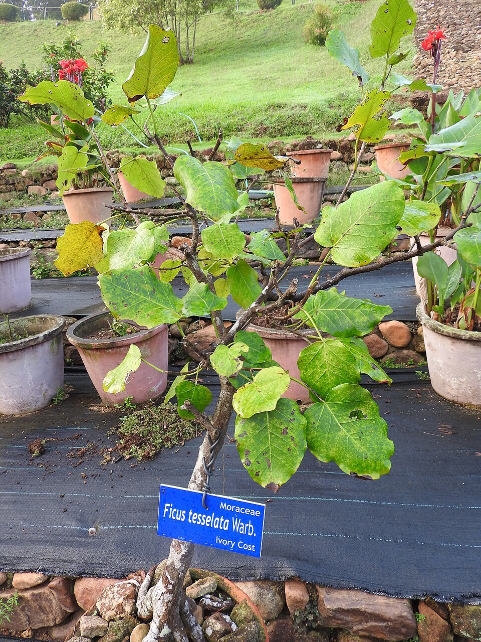 Ficus tesselata