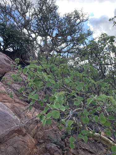 Ficus tettensis (Rock fig) — photo