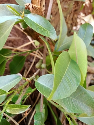 Ficus thonningii (Common wild fig) — photo