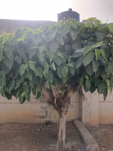 Ficus thonningii (Common wild fig) — photo