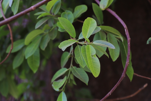 Ficus thonningii