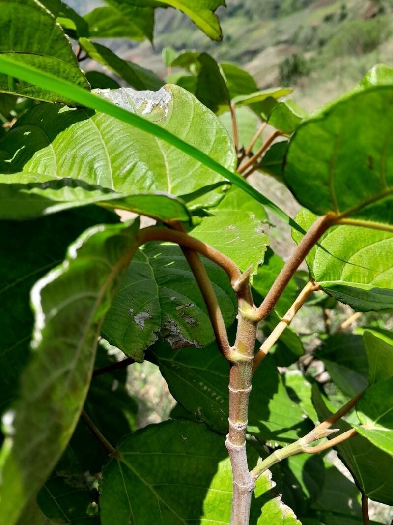 Ficus tiliifolia — photo