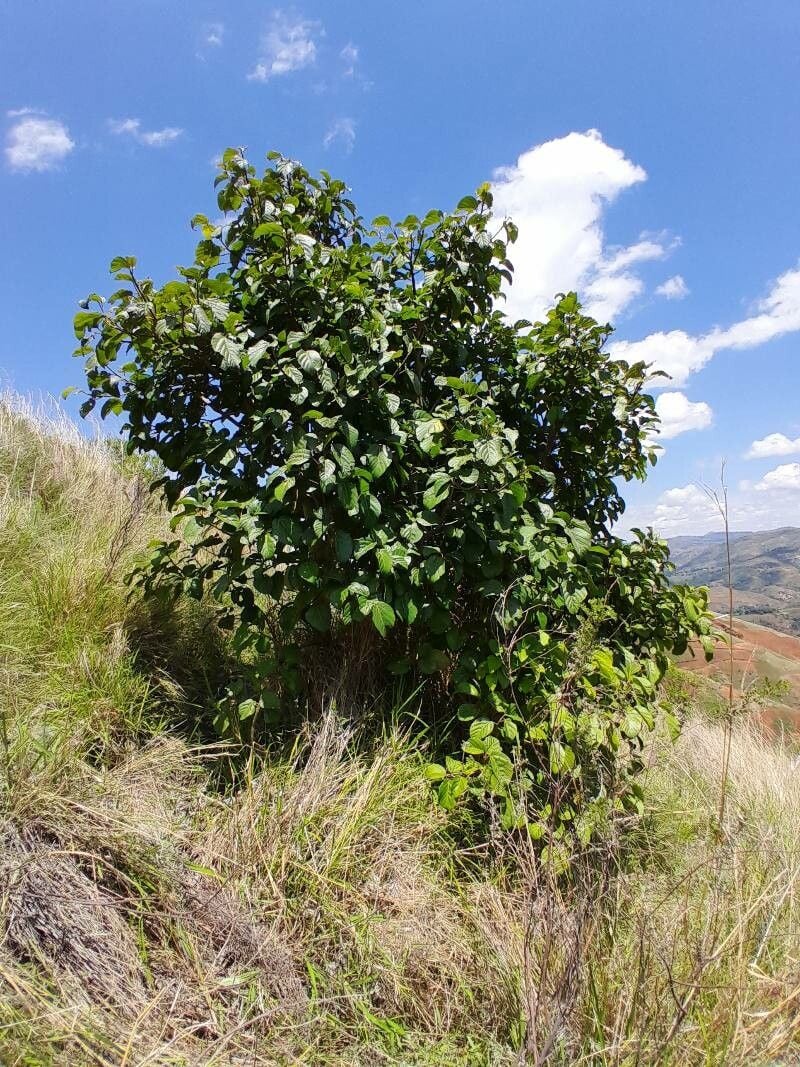 Ficus tiliifolia — photo