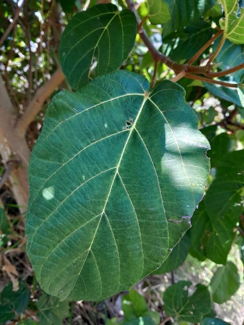 Ficus tiliifolia