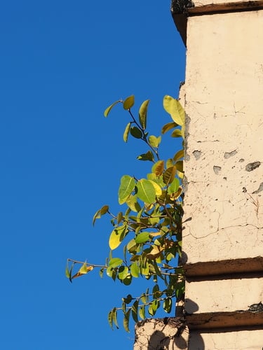 Ficus tinctoria (Dye fig) — photo