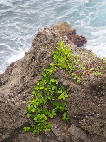 Ficus tinctoria subsp. gibbosa