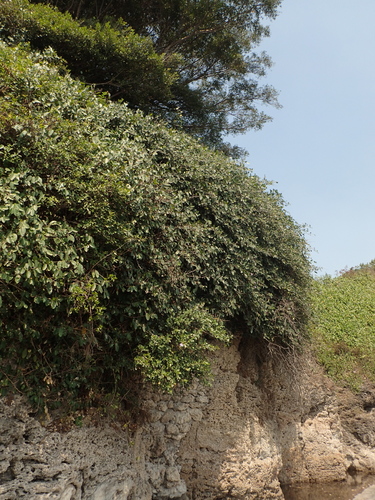 Ficus tinctoria subsp. gibbosa (White flesh banyan) — photo