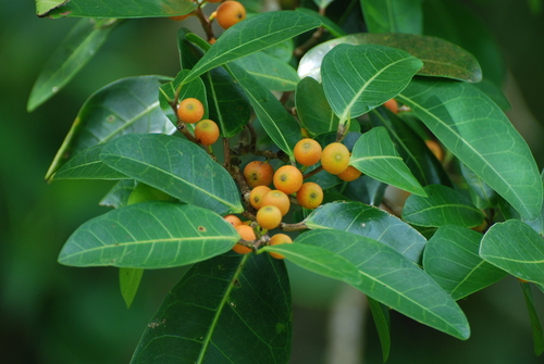 Ficus tinctoria subsp. gibbosa (White flesh banyan) — photo