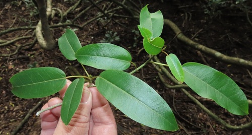 Ficus tremula (Quiver-leaf fig) — photo