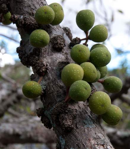 Ficus tremula (Quiver-leaf fig) — photo