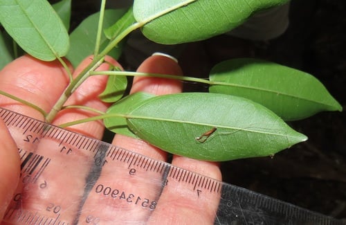 Ficus tremula
