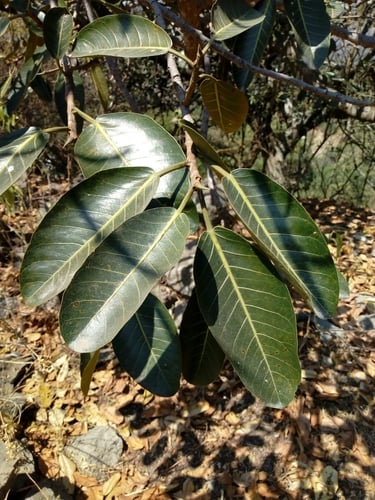 Ficus trigonata (Black fig) — photo