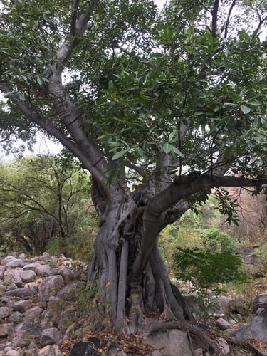 Ficus trigonata (Black fig) — photo