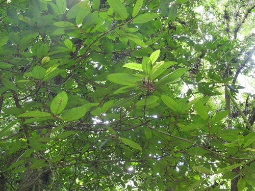 Ficus trigonata