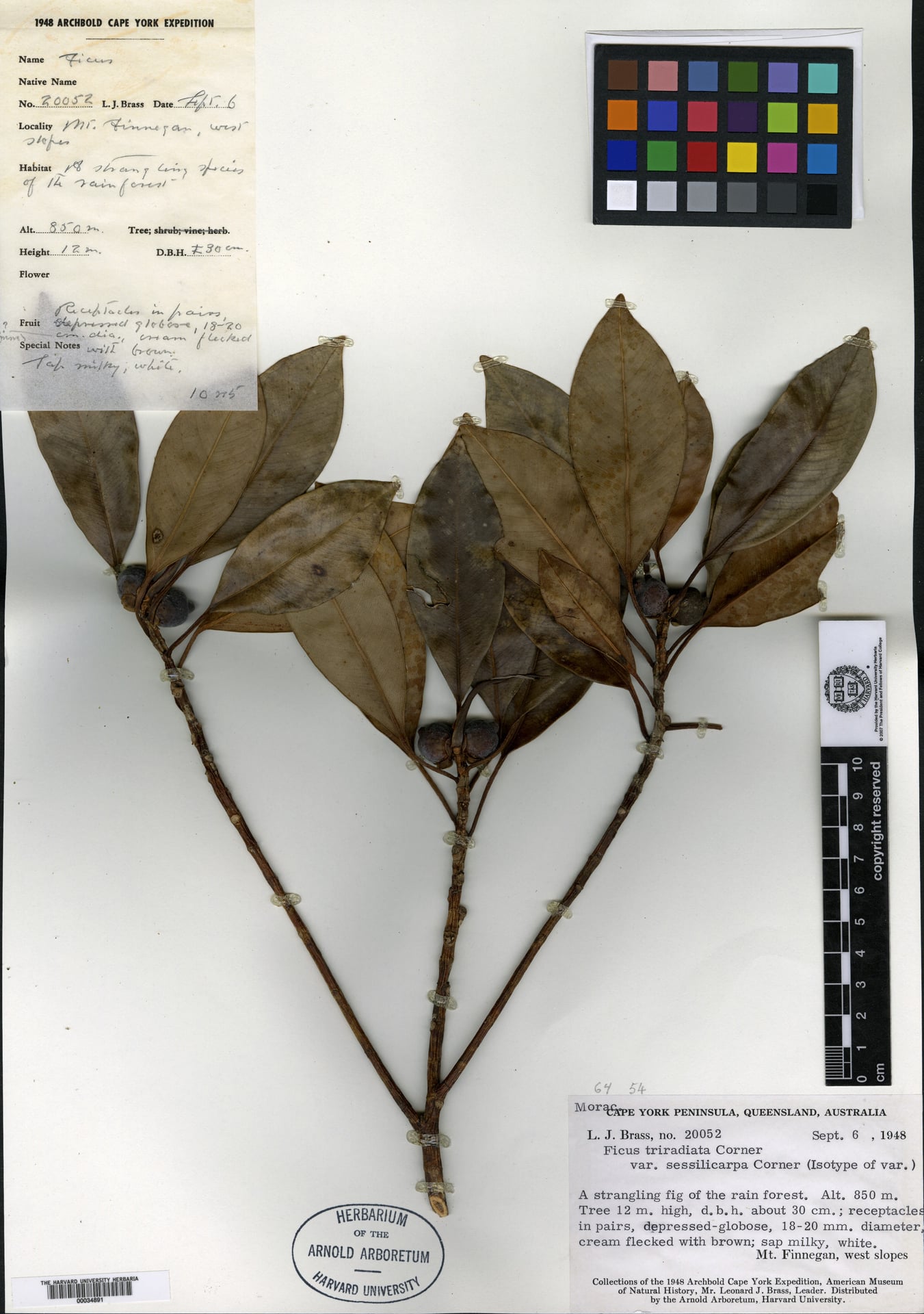 Ficus triradiata (Red Stipule Fig) — photo