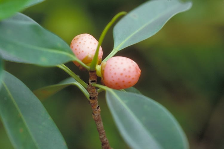 Ficus triradiata