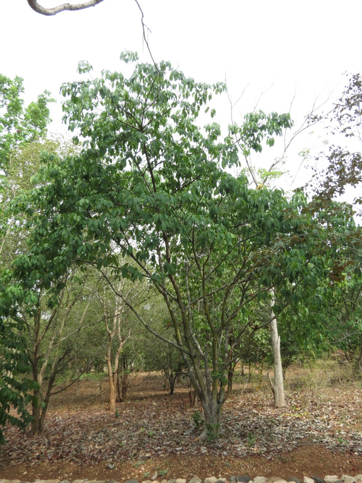 Ficus tsjahela