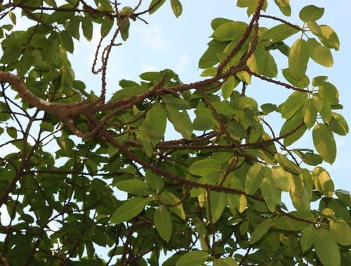Ficus tsjahela — photo