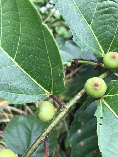 Ficus ulmifolia (Elm-leaved fig) — photo